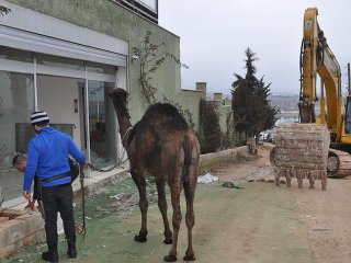 Yıkımı Deve Keserek Protesto Etti