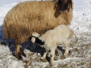 Bu Kuzu Diğerlerinden Farklı!