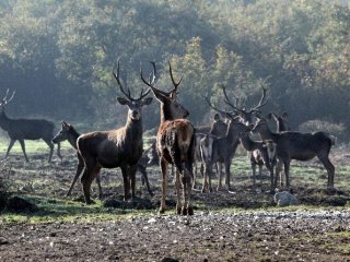 Uludağ Üniversitesi'nin Geyik Fabrikası