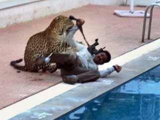 Leopar Vahşeti: 6 Yaralı