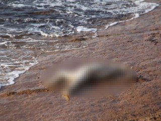 Didim’de Kafası Olmayan Çocuk Cesedi Bulundu