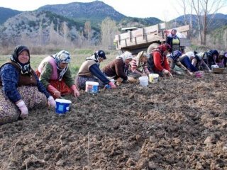 Beyaz Altın’ın Günlükçü Ücreti Belli Oldu