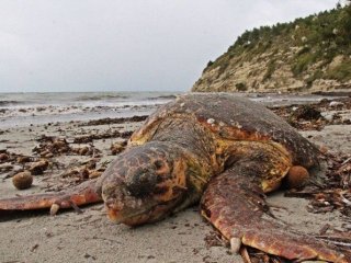 Kuşadası’nda Caretta Caretta Sahile Vurdu