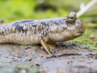 Bu Balık Ağaçta Yaşıyor!