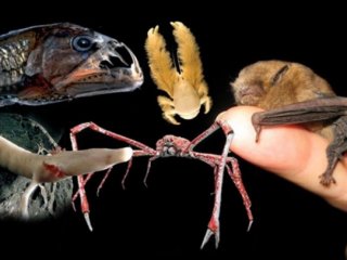 Dünya Üzerindeki En İlginç Canlılar