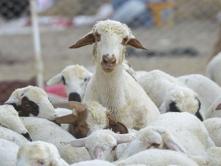 Küçükbaş Hayvancılık Sektörü Büyüyor