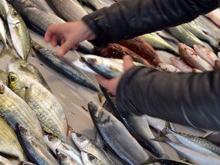 Balık Fiyatları Yükselişte