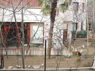 Haydar Dümen'in Horozu Cihangir'i Karıştırdı