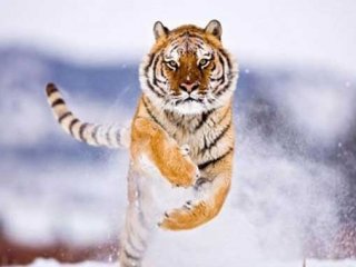 Kaplanların Bilinmeyen Özellikleri