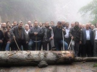 Cerattepe'de Eylemciler Yolu Kapatmak İçin Ladinleri Kesmiş