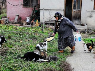 'Kediler Aç Kalır' Diye Köyden Ayrılmıyor