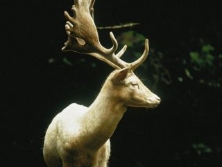 Bu Görüntüler Daha Önce Yayınlanmadı