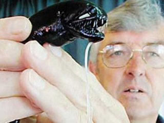 Bakmaya Cesaret Edemeyeceğiniz Deniz Canlıları