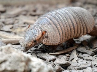 Armadilloların 'Atası' Bulundu