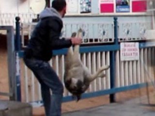 Telef Olmuş Köpeği Köprüden Attı