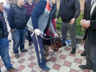 Köpeğe Eziyete Vatandaştan Tepki