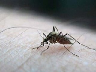 Zika Virüsü’ne Dikkat!