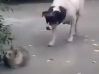 Köpek Kediye Saldırdığına Pişman Oldu