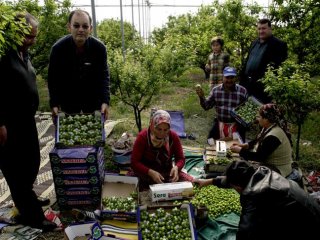 Bir Kilo Erik 300 Liradan Satıldı
