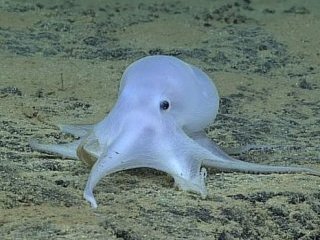 Bulunan yeni canlı türüne bakın ne isim verildi