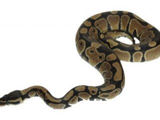 Dev pitona tasma takıp köpek gibi gezdirdiler