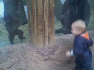 Gorille saklambaç oynayan çocuğun mutluluğu