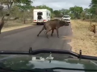 Direnen bufaloyu yolun ortasında parçaladılar!