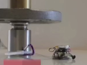 Bu karınca robot altı insan gücünde!