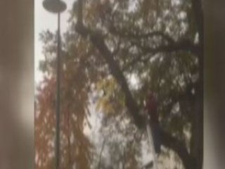 Bindiği dalı kesen adam