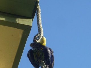 Piton, papağanı 1 saatte boğdu!