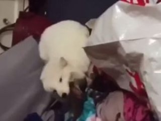 Uykusunda gülen tilki şaşırttı!