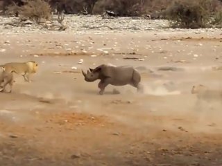 3 aslan 1 gergedana saldırırsa ne olur?