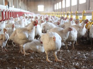 Sofraların vazgeçilmezi tavuk böyle üretiliyor