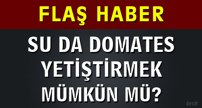 Su da domates yetiştirmek mümkün mü?