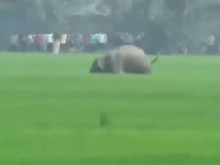 Vahşi filler 4 kişiyi öldürdü!