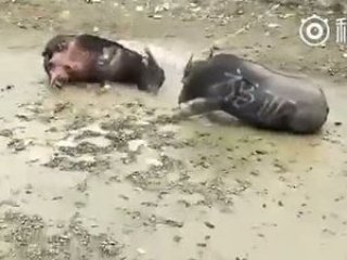 Kapışan boğalar aynı anda öldü