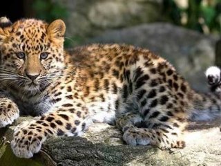 Soyu tükenmek üzere olan hayvanlar