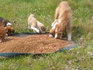 Hayvanseverlerden Sahillere Çıkarma