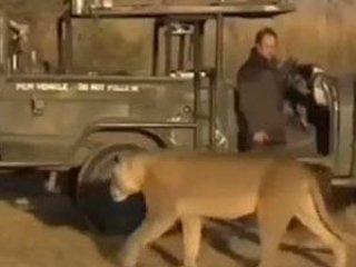 Gelen aslanı farketmedi!