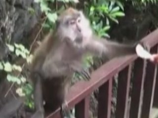 Sevimli maymun cips kutusunu böyle kaptı