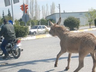 Karayolunda eşeğe motosikletli eziyet