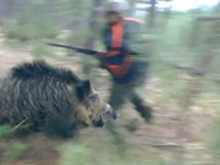 Dev domuz avcıya saldırdı