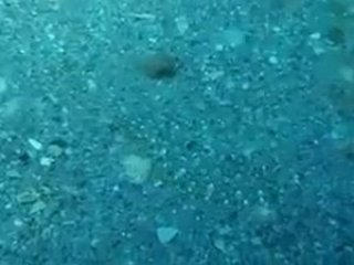 Görünmez balık şaşırtıyor