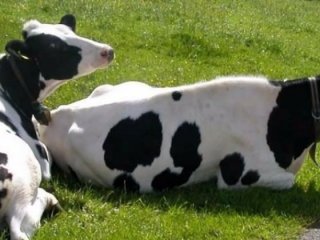 Bakanlık et fiyatları için harekete geçti