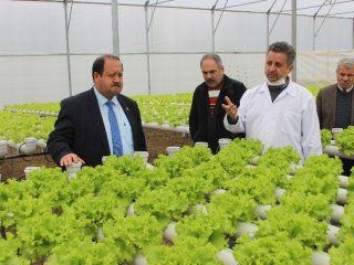 Çarşamba Ovası’nda topraksız tarım