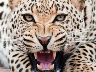 İşte en çok insan öldüren hayvanlar