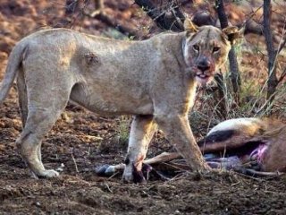 Ceylanın hamile olduğunu anlayan aslan bakın ne yaptı