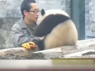 Selfie çektirmek için can atan panda