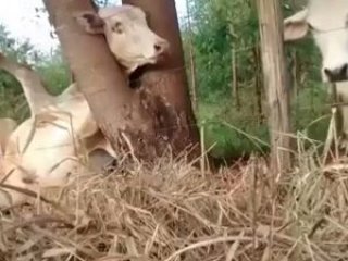 Ağaca sıkışan ineği böyle kurtardılar