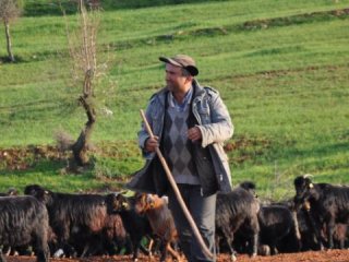 Afganistan ve Özbekistan’dan çoban ithal edilecek!